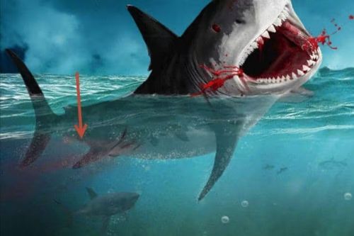 آموزش طراحی صحنه شکار کوسه در فتوشاپ